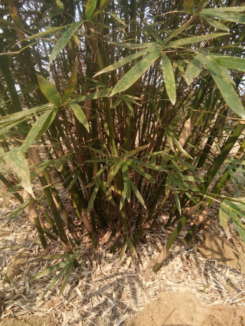 绿竹3~4m