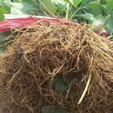 草莓苗10~20cm
