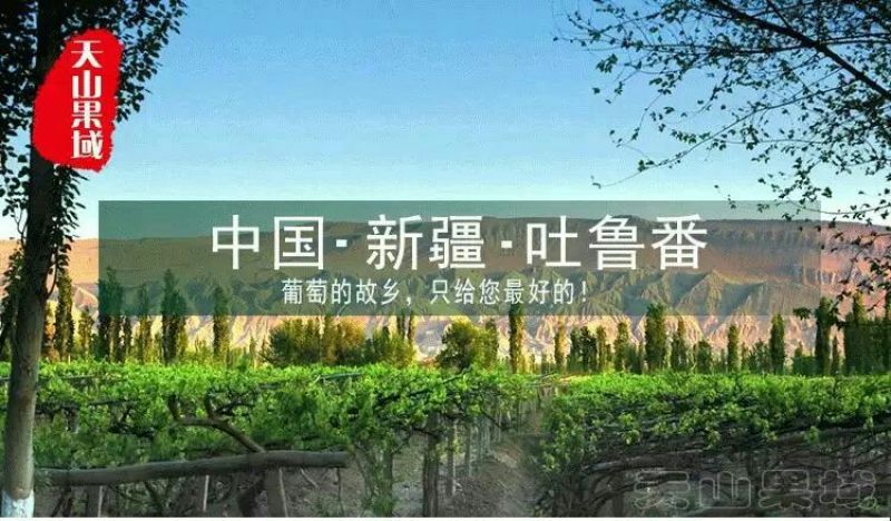 白葡萄1~2斤5%以下
