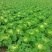 黄心菜白菜大白菜2-3斤用于腌制酸菜烫火锅