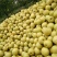 砀山梨250~300g光果