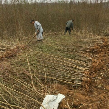 【桃树苗】80cm以上河南南阳苗木基地直供品质保证存活