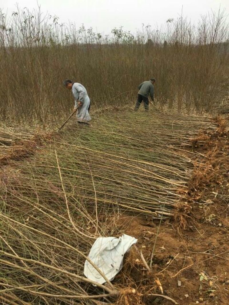【桃树苗】80cm以上河南南阳苗木基地直供品质保证存活