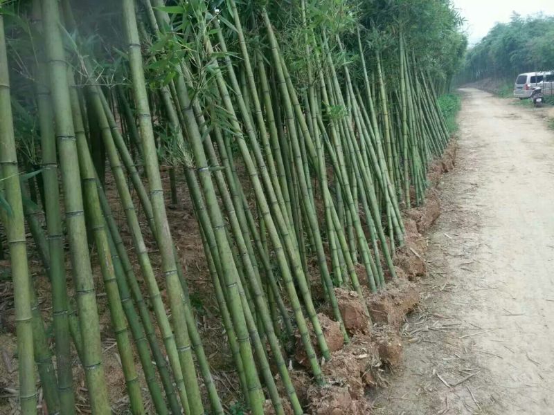 雷竹6~7m
