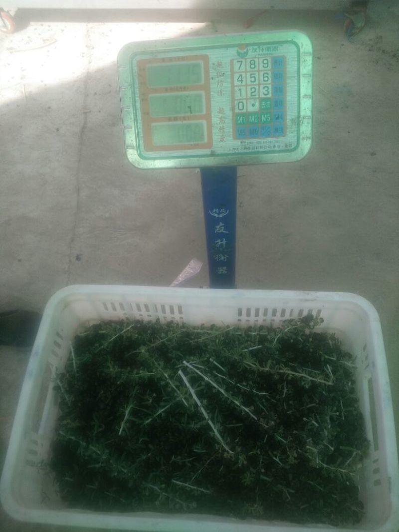 黑枸杞二茬干货