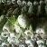 大白菜7斤以上