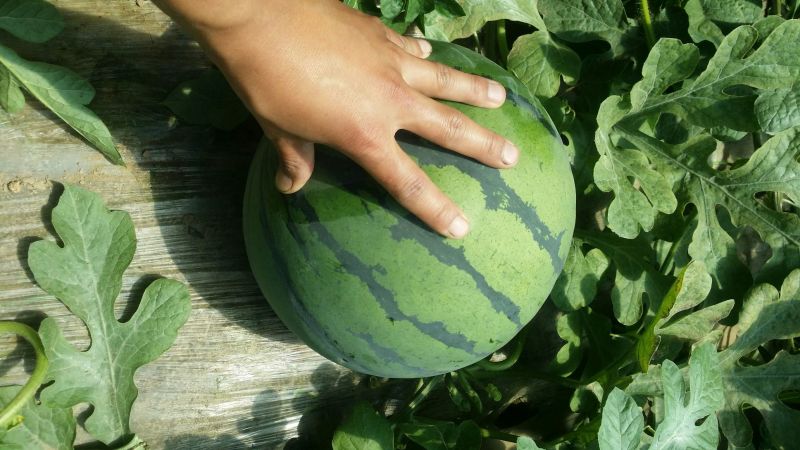 西瓜10斤打底9成熟头茬质量保障视频看货诚信合作欢迎来电