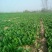 大叶菠菜10~15厘米