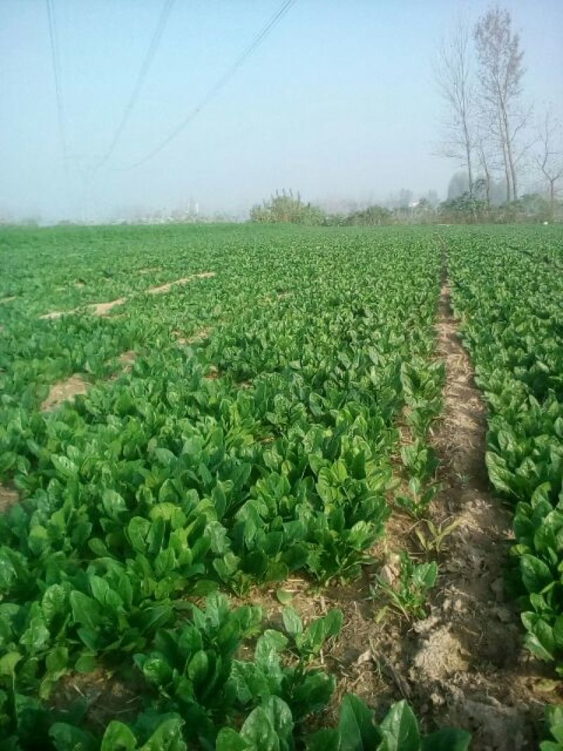 大叶菠菜10~15厘米