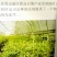 铁皮石斛盆