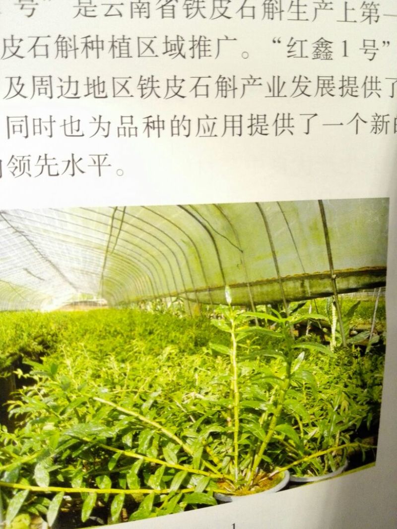 铁皮石斛盆
