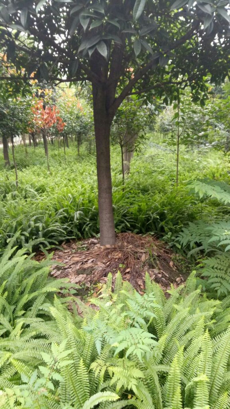 肾蕨