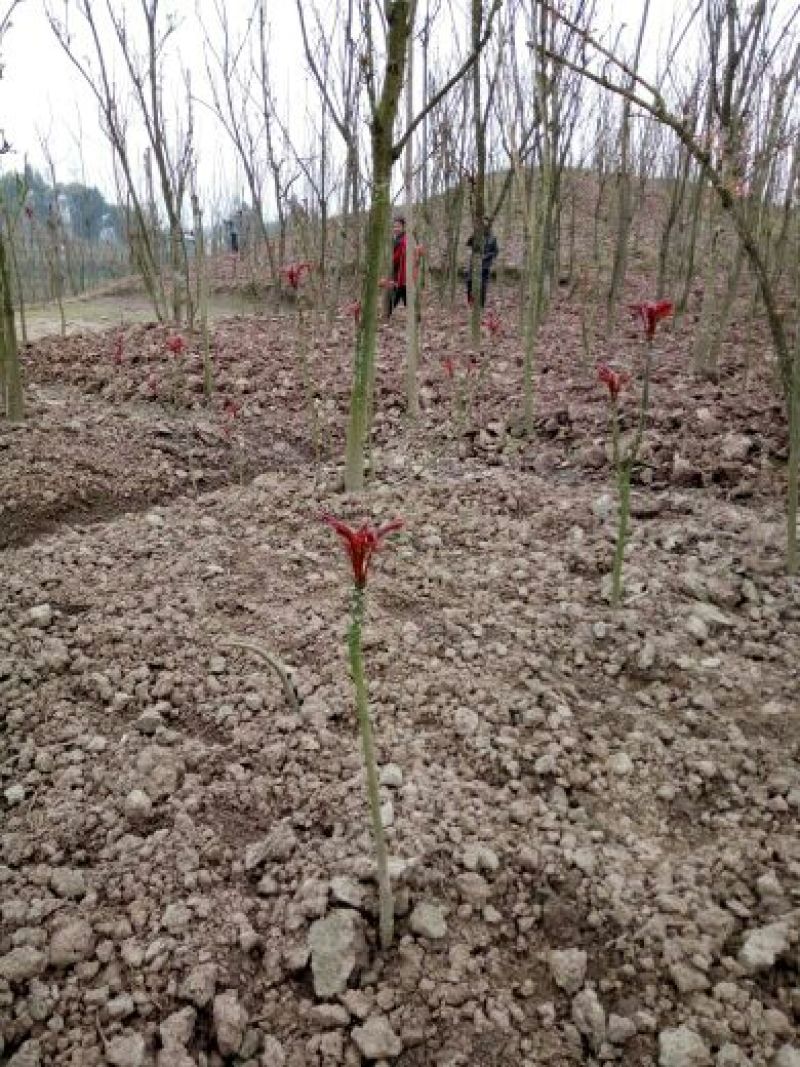 香椿芽10cm以下