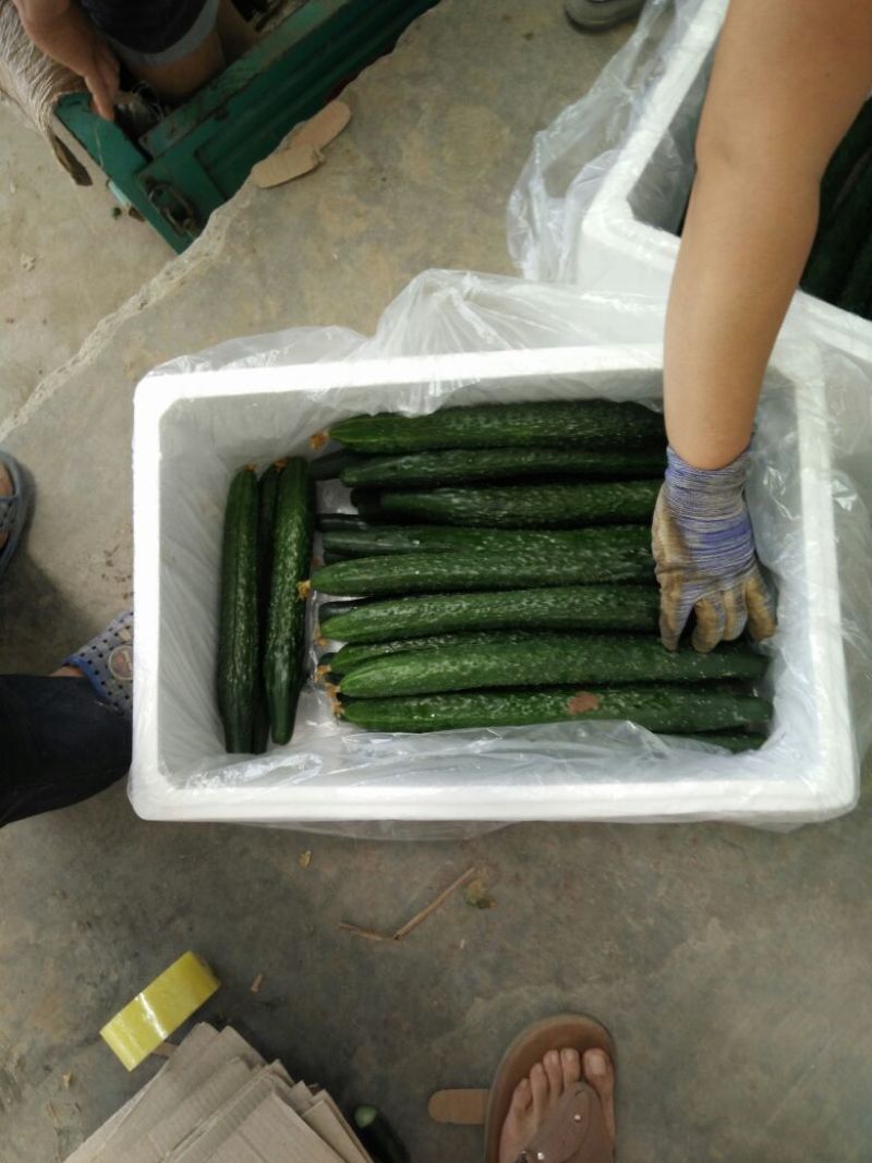 黄瓜河北鲜花带刺25公分以上产地直销包客商满意