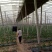 密刺黄瓜鲜花带刺18~22公分