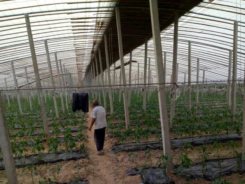 密刺黄瓜鲜花带刺18~22公分