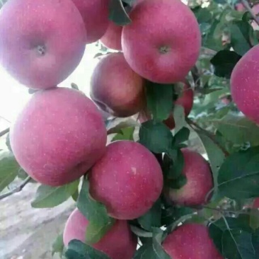 嘎啦苹果纸袋