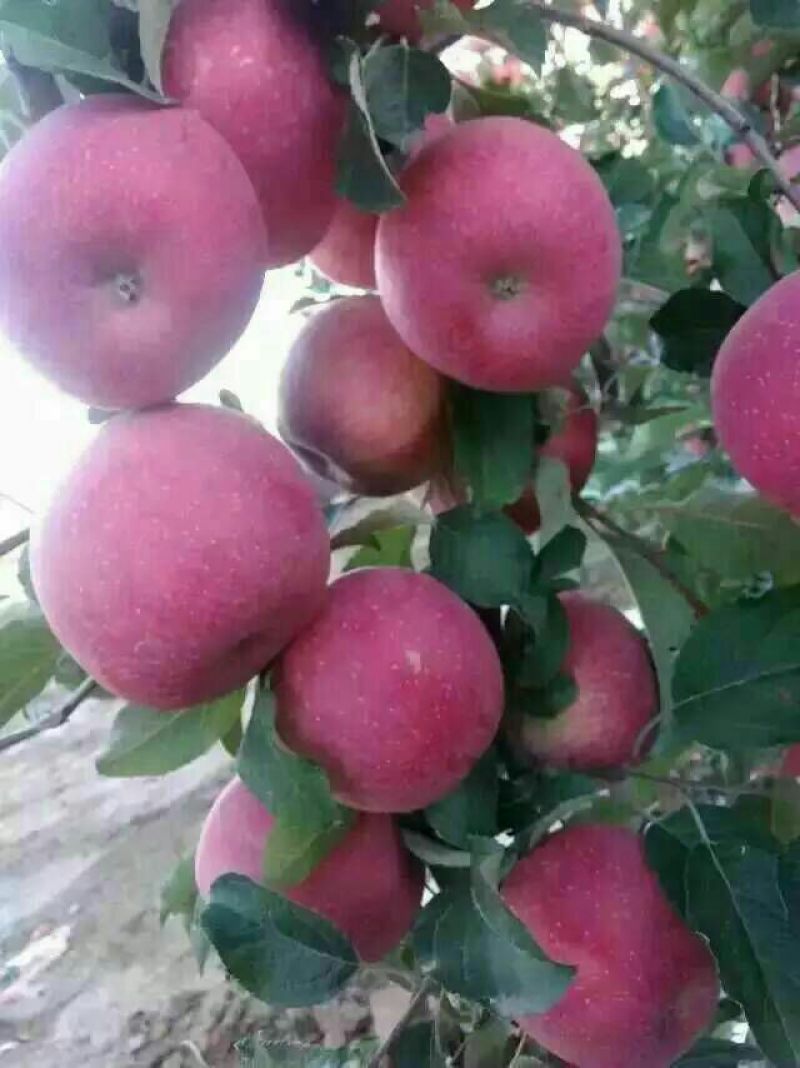 嘎啦苹果纸袋