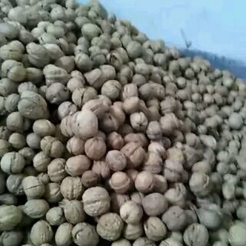 薄皮核桃30mm以上去皮干
