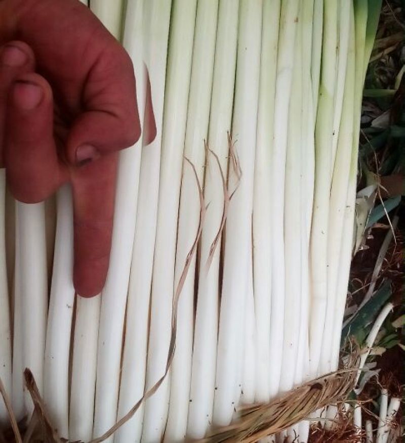 铁杆大葱35~40cm毛葱2cm左右