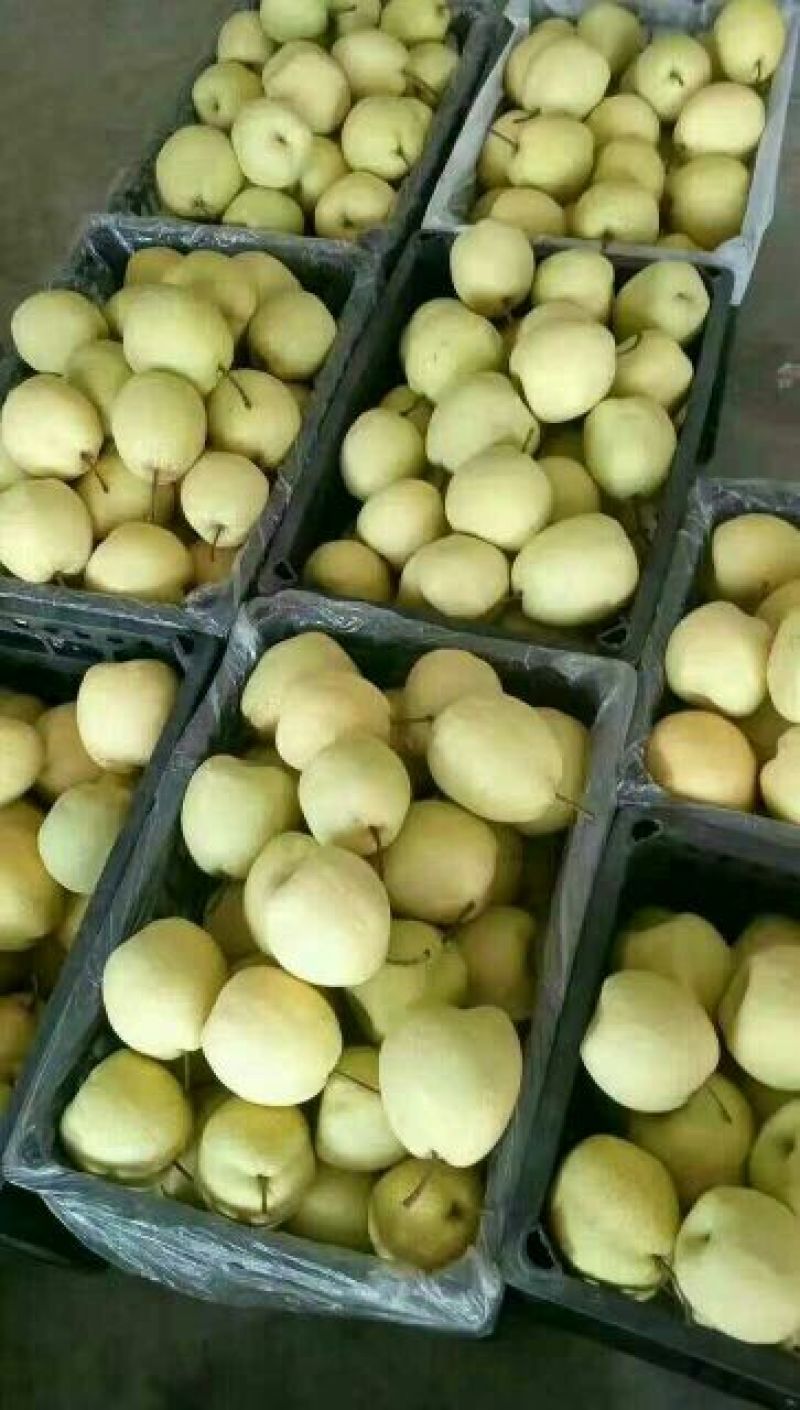 贡梨350~400g纸箱