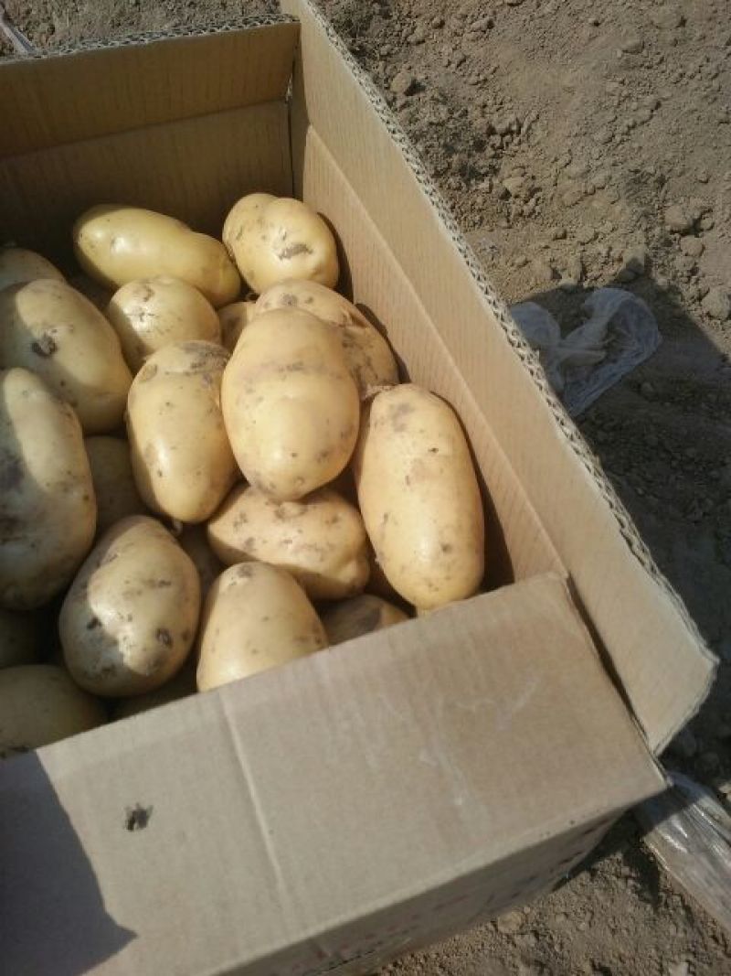 荷兰十五土豆2两以上，色泽光滑无半月头，虫眼，。