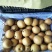 金翠香梨150~200g60mm以上母