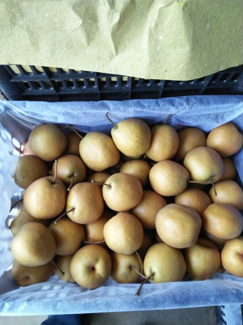 金翠香梨150~200g60mm以上母