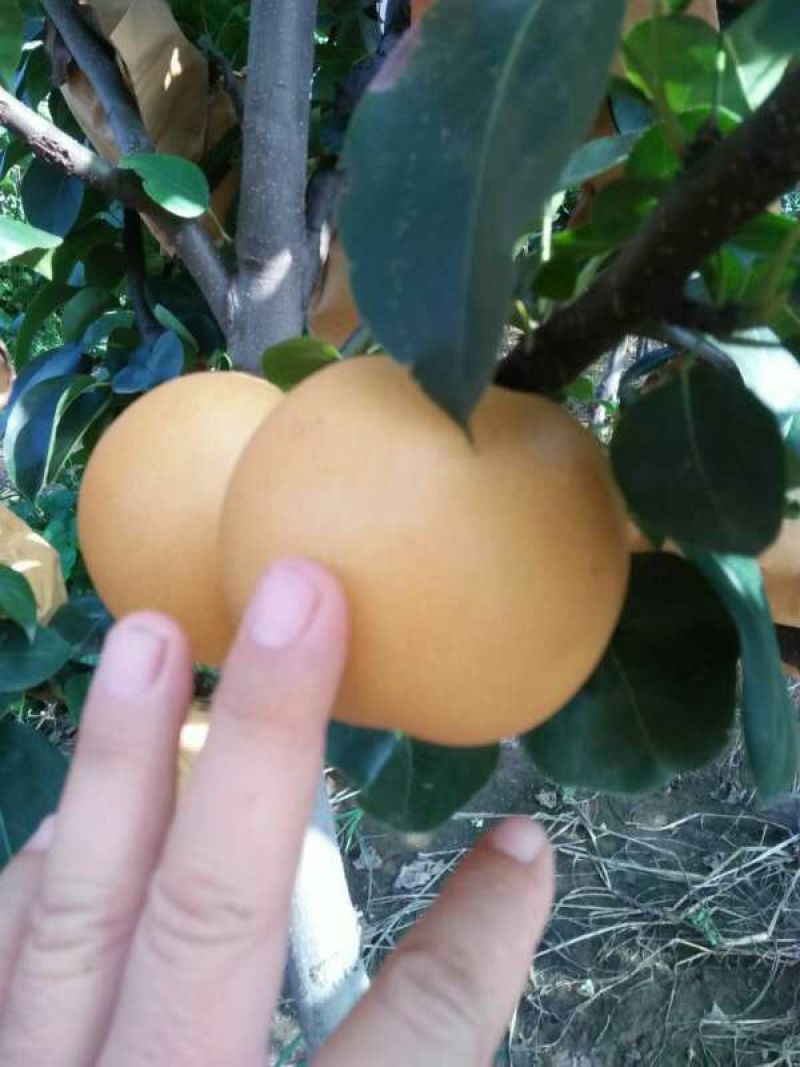 秋月梨350~400g纸箱