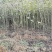 麻核桃苗50~100cm一年苗