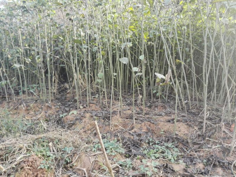 麻核桃苗50~100cm一年苗