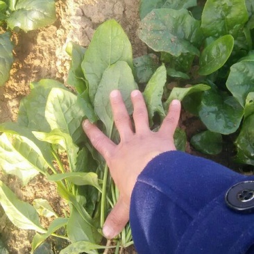 菠菜20~25厘米