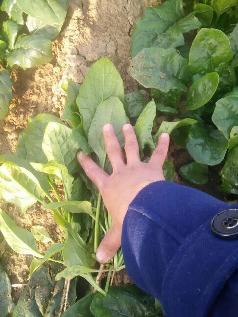 菠菜20~25厘米