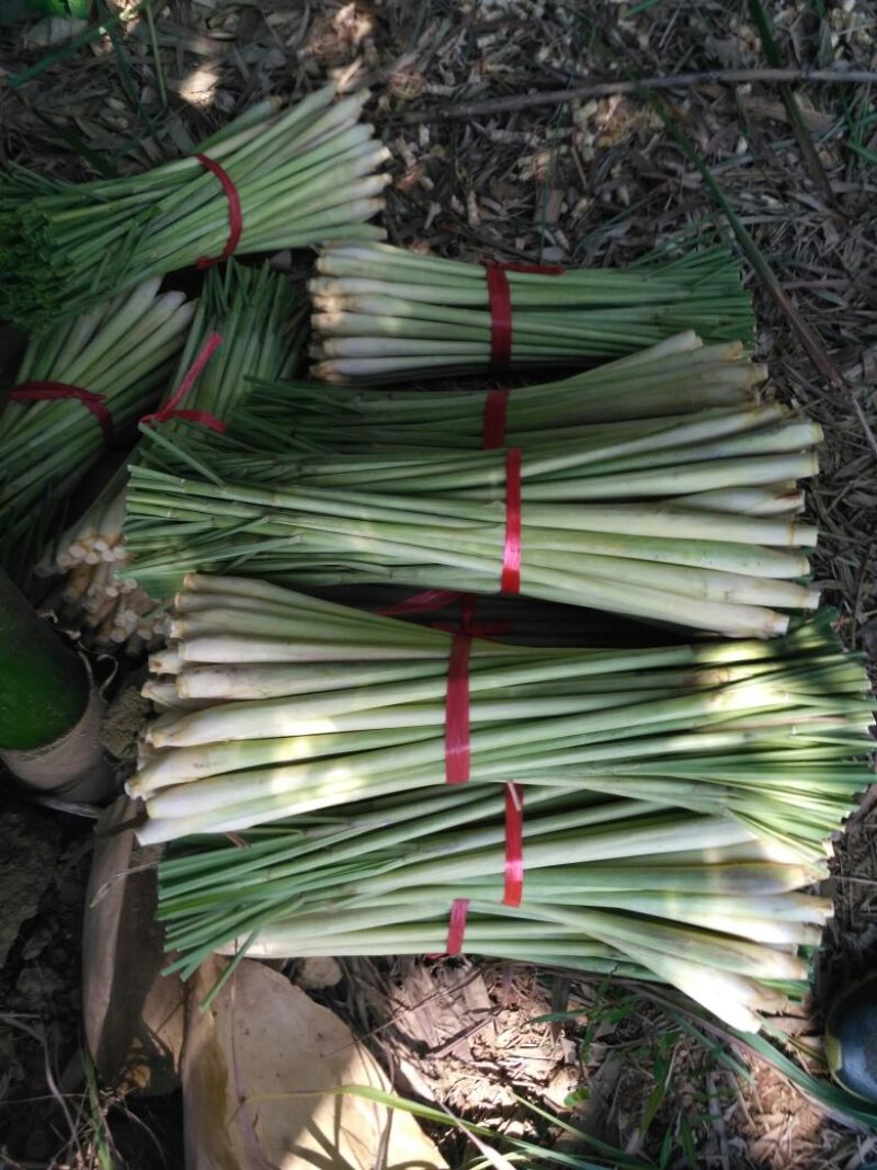 香茅，泰国香茅，越南香茅，基地供货，量大更优惠