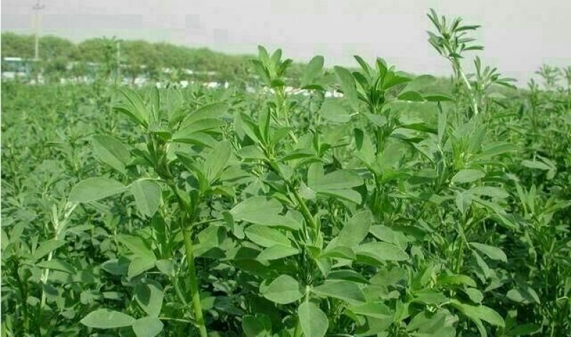 黑麦草种子98%以上