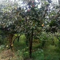 精品柿子树，阳丰柿子树苗80~100cm，甜柿子苗