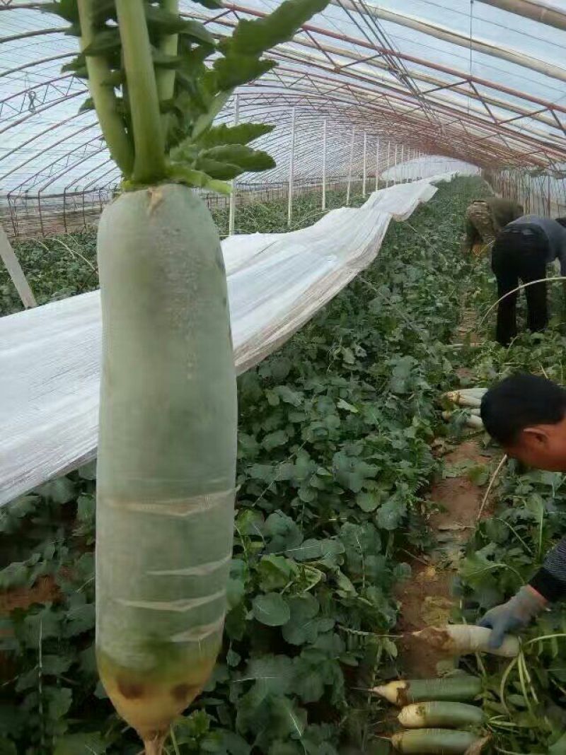 潍县青萝卜0.2~1斤起