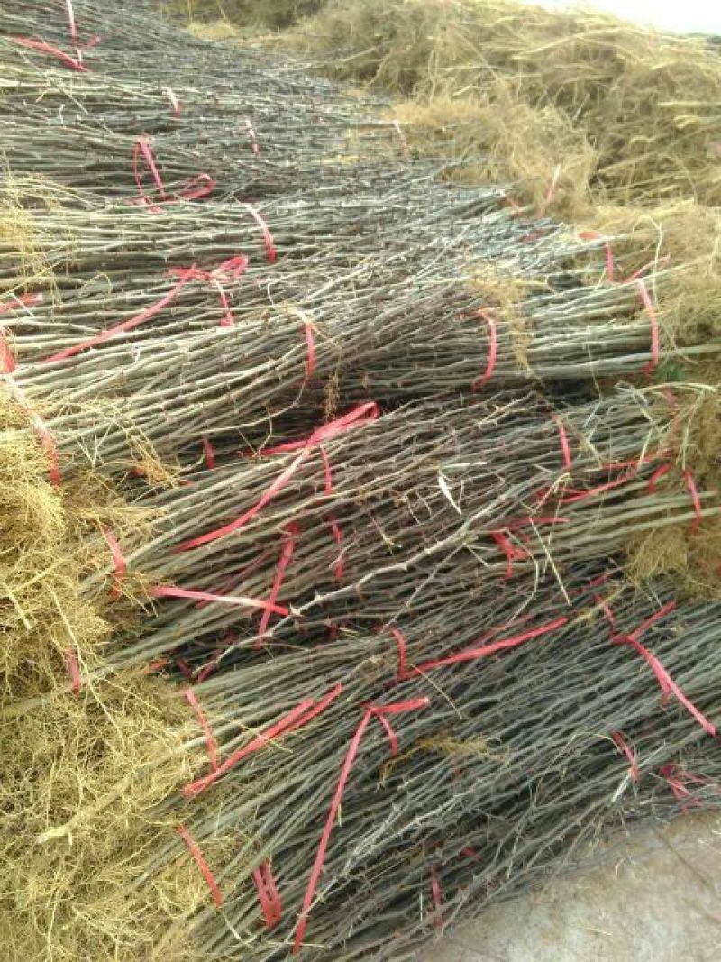 花椒苗大红袍花椒苗花椒苗育苗基地花椒苗批发
