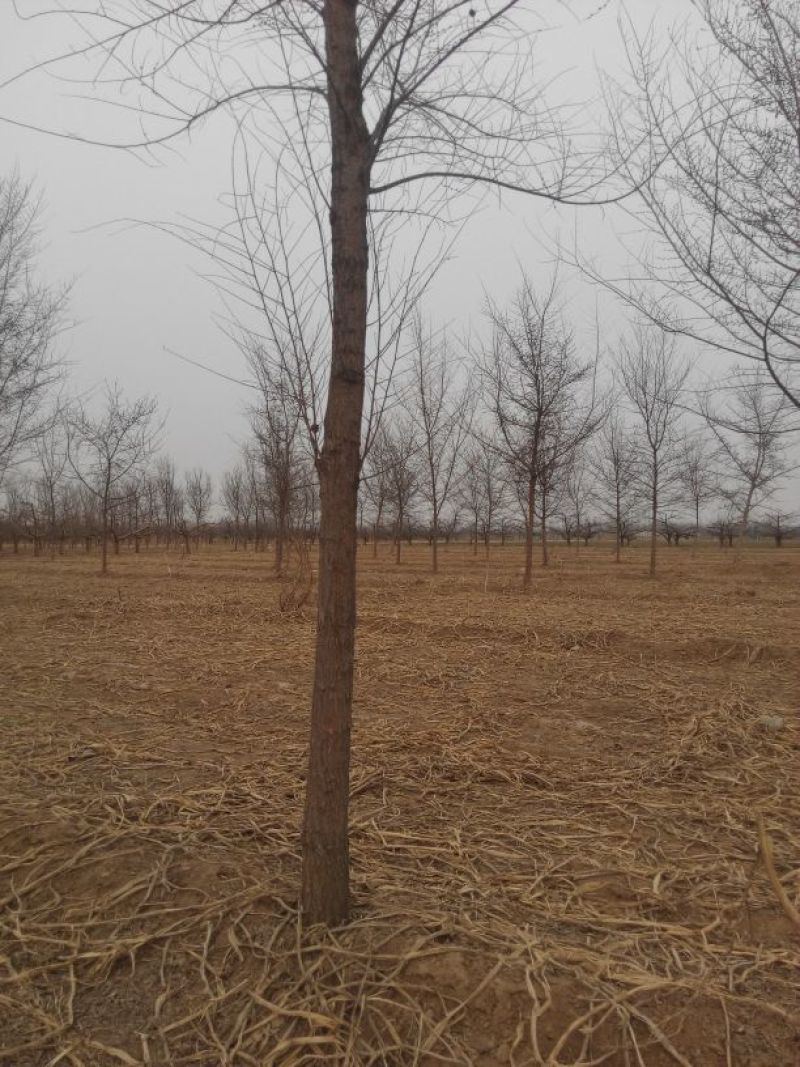 小叶榆树10~12cm8~10cm2.5~3m