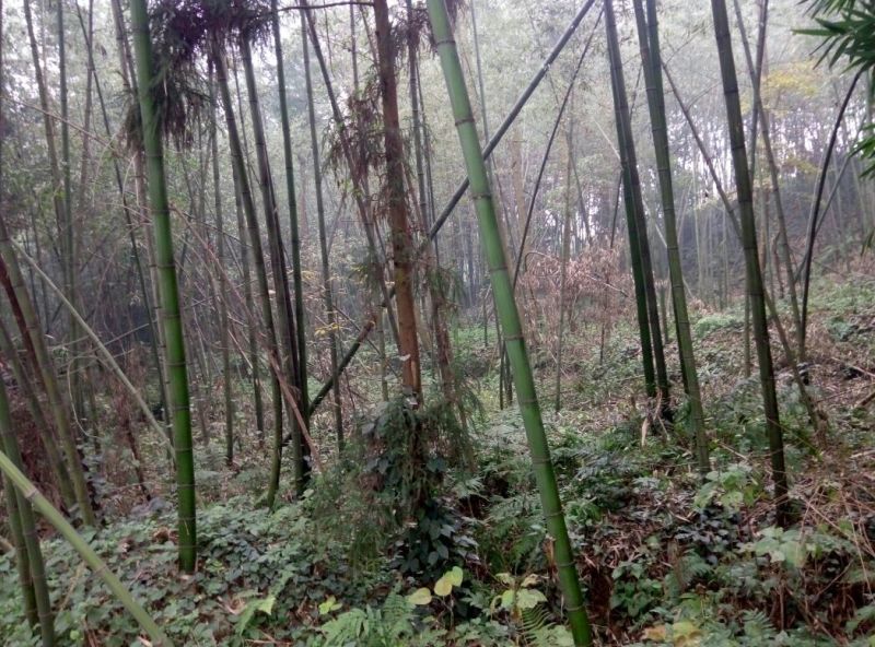 绿竹7~8m
