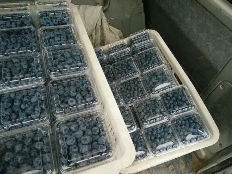 蓝莓鲜果10~12mm以上