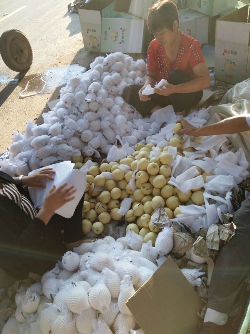 鸭梨100~150g纸加膜