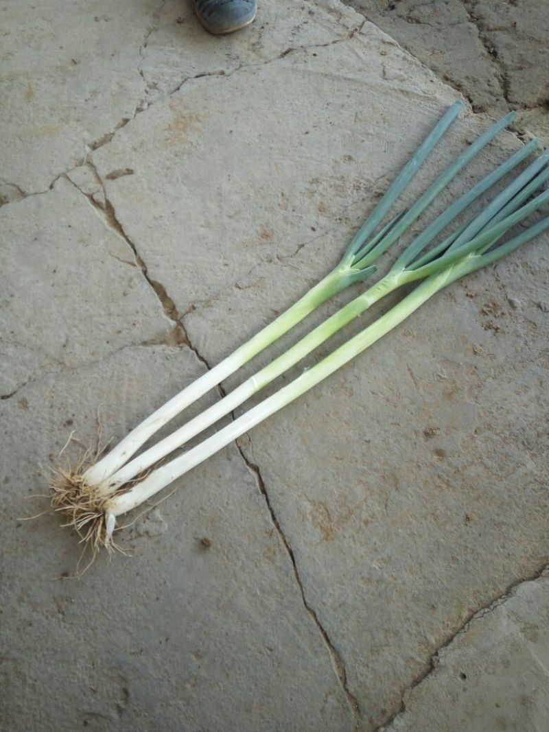 长白大葱25~30cm毛葱2cm左右