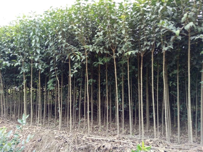 大叶女贞4cm以下