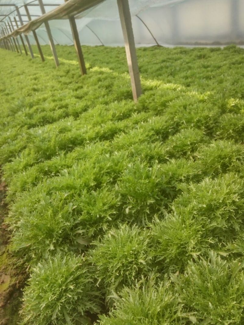 苦菊