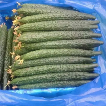 黄瓜25公分以上鲜花带刺大量上市欢迎新老客户