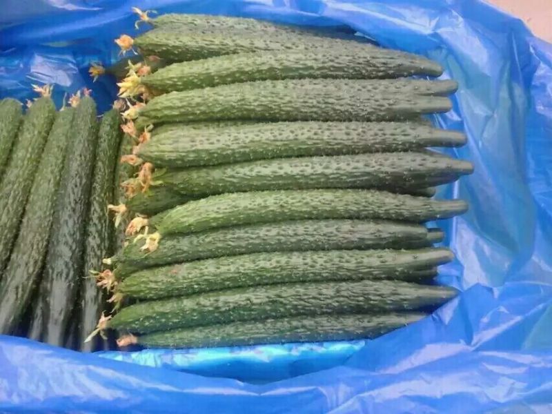 黄瓜25公分以上鲜花带刺大量上市欢迎新老客户