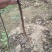 梨树苗0.8~3cm80cm以上