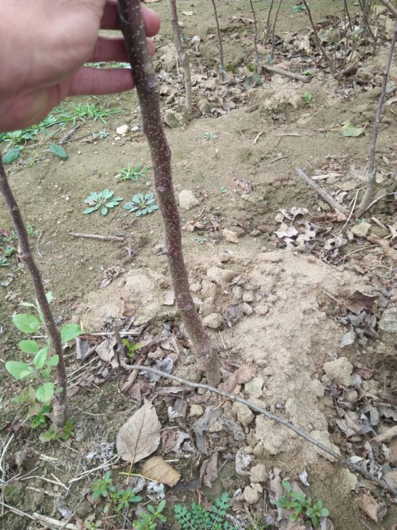梨树苗0.8~3cm80cm以上