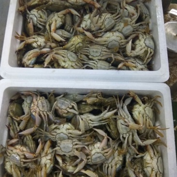螃蟹食用雌蟹